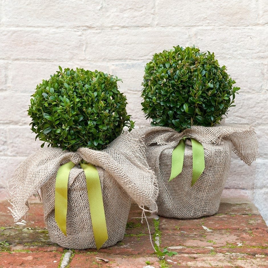 Buxus sempervirens