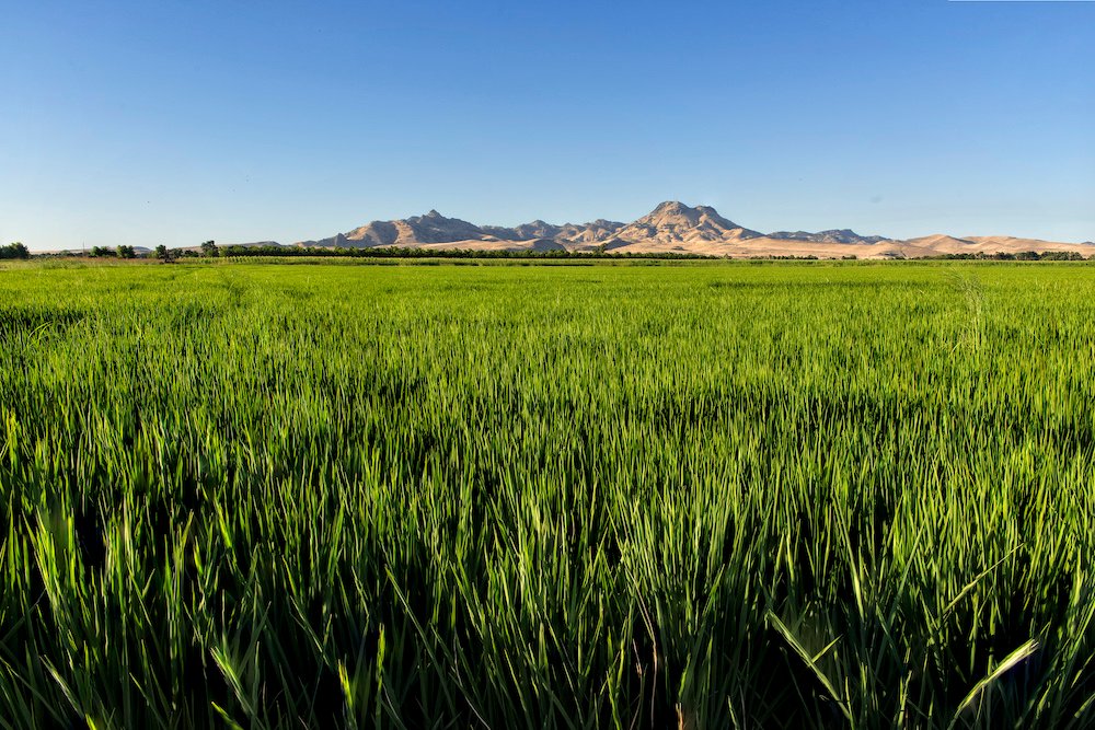 Deadline Approaching for Climate Smart Commodities Program