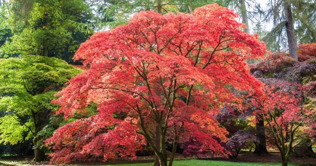 3 trees in your garden that will add value to your property