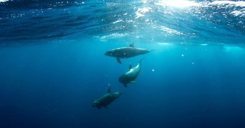 Long-term holders sell 325,600 Bitcoin in sharpest monthly drawdown since July 2025