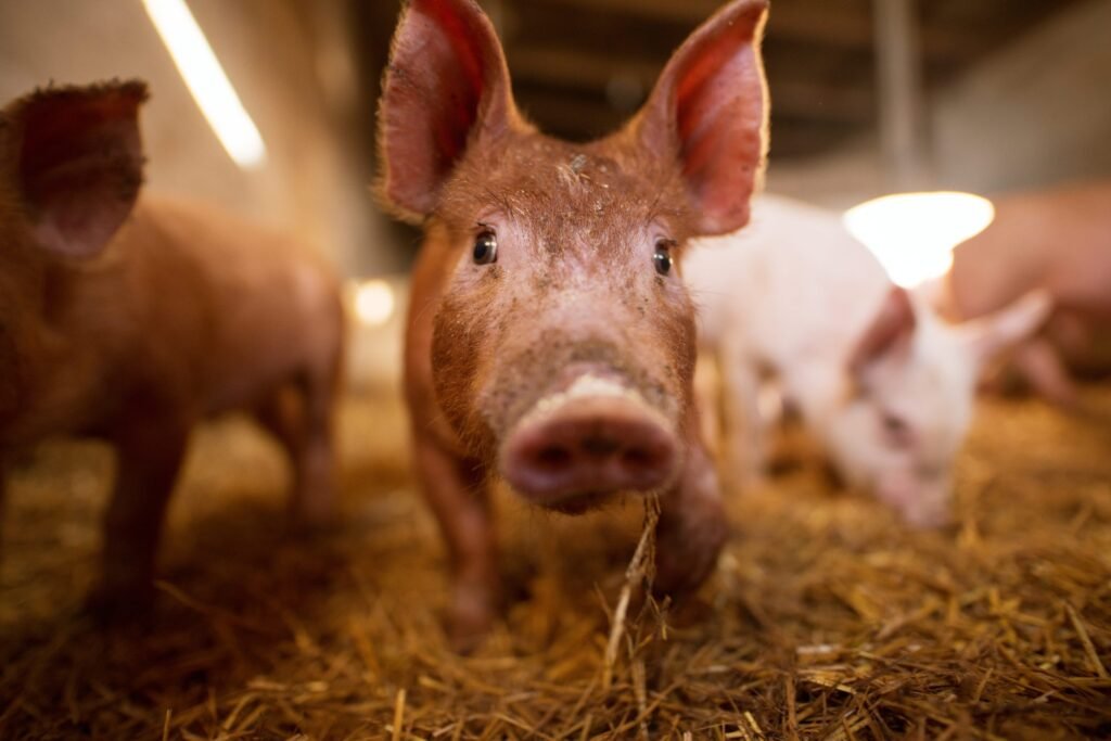 Import restrictions issued on Taiwan due to African swine fever