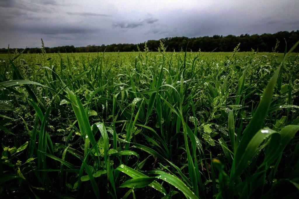 November Global Regulatory Brief: Green finance | Insights