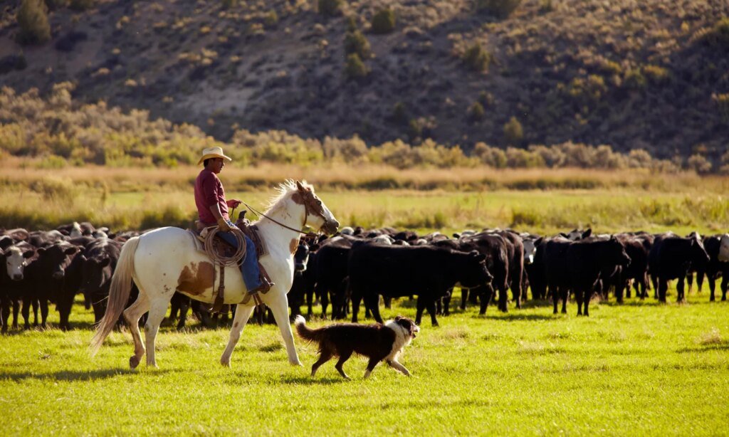 Commodities: What They Are and How To Invest in Them