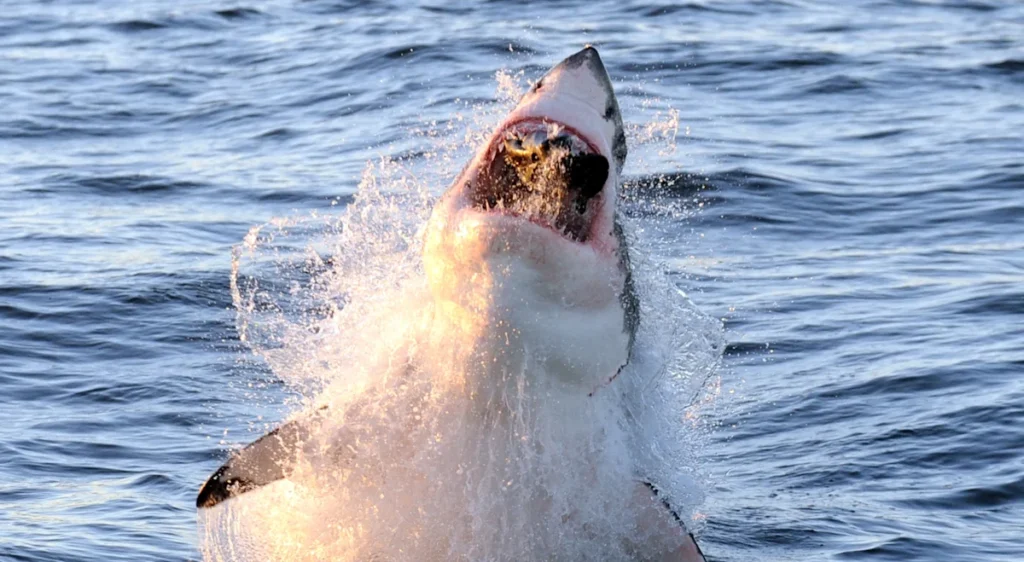 ‘The market has jumped the shark’: Michael Burry names the things that could trigger the next crash — and 1 is a risk most investors aren’t pricing in